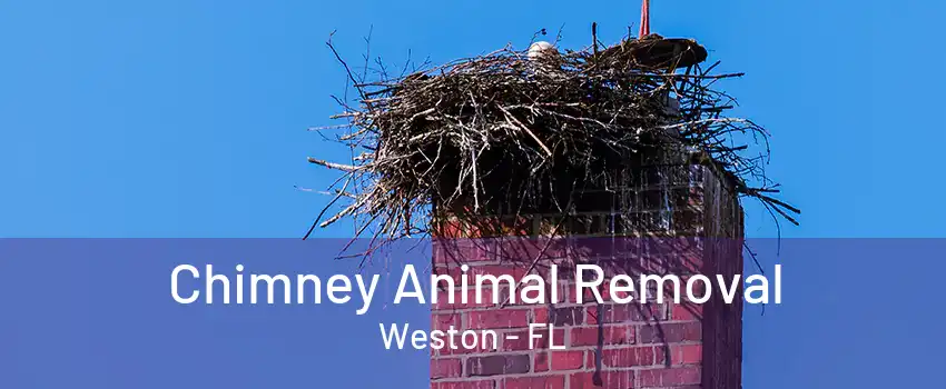 Chimney Animal Removal Weston - FL